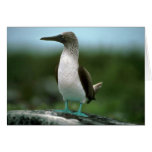 Blue-Footed Booby On Rock Greeting Cards
