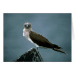 Blue-Footed Booby On Rock Greeting Cards