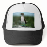Blue-Footed Booby On Rock Hats
