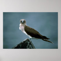 Blue-Footed Booby On Rock Posters
