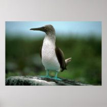 Blue-Footed Booby On Rock Posters