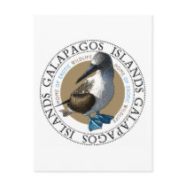 Blue Footed Booby Post Cards