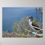 Blue Footed Booby Poster