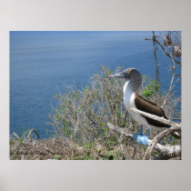 Blue Footed Booby Poster