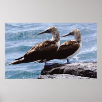 Blue Footed Booby Poster