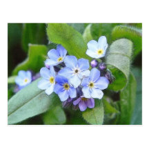 Blue Forget Me Not Flowers Postcards