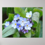 Blue Forget Me Not Flowers Poster