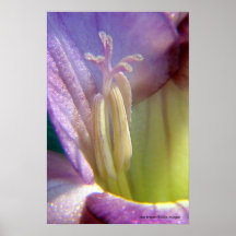 Blue Freesia Poster