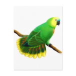 Blue Front Amazon Parrot Postcard