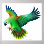 Blue Fronted Amazon Parrot Poster posters