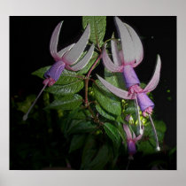Blue Fushia Poster