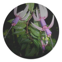 Blue Fushia Stickers