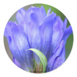 Blue Gentian Flower Photo Sticker Label