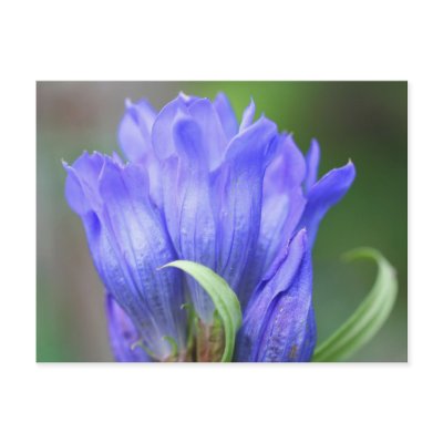 Blue Gentian Flower Photography Postcard by SmilinEyesTreasures