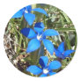 Blue gentian flowers sticker