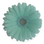 blue gerber daisy