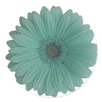 blue gerber daisy by trish1968