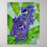 Blue Ginger Watercolour posters