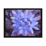 Blue Glory Of The Snow Postcard