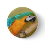 Blue Gold Macaw Parrot Button Pin