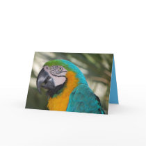 Blue & Gold Macaw Parrot Card