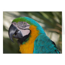 Blue & Gold Macaw Parrot Card