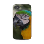 Blue & Gold Macaw Parrot iPhone 4 Case