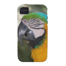 Blue & Gold Macaw Parrot iPhone 4 Case