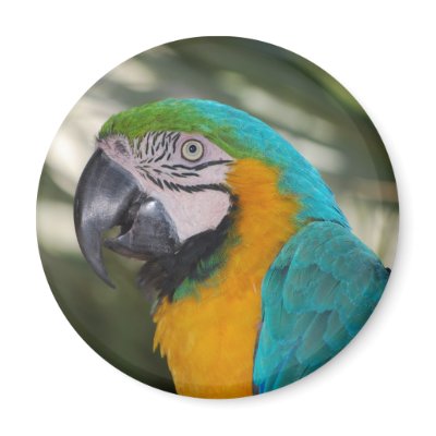 Blue & Gold Macaw Parrot Magnet by dlgray