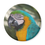 Blue & Gold Macaw Parrot Magnet