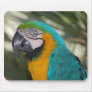 Blue & Gold Macaw Parrot Mousepad