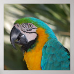 Blue & Gold Macaw Poster