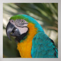 Blue & Gold Macaw Poster posters