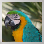 Blue & Gold Macaw Poster posters