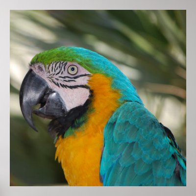 Blue & Gold Macaw Poster by dlgray