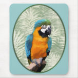 Blue & Gold Macaw with Jungle Background