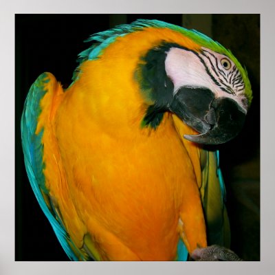 Blue & Gold McCaw Parrot by beverlytazangel