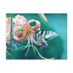 Blue-Green Butterfly Postcards