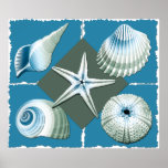 Blue & Green Sea Shells Posters
