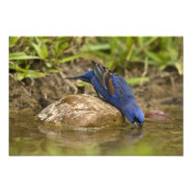 Blue Grosbeak drinking at backyard pond,