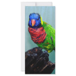 blue head parrot rack cards