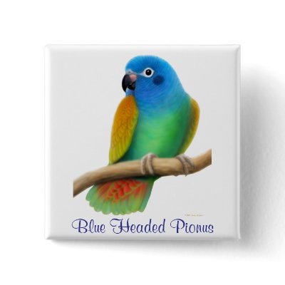 Blue Headed Pionus Pin by twopurringcats