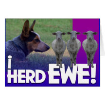 BLUE HEELER I HERD EWE (I HEARD YOU) GREETING CARDS