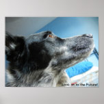 Blue Heeler Poster posters