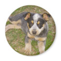 Blue Heeler Puppy magnets