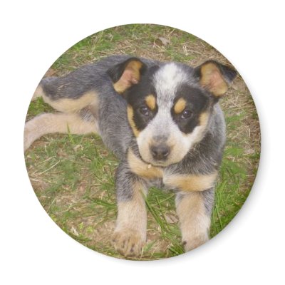 Blue Heeler Puppy Refrigerator Magnets by blueheeler