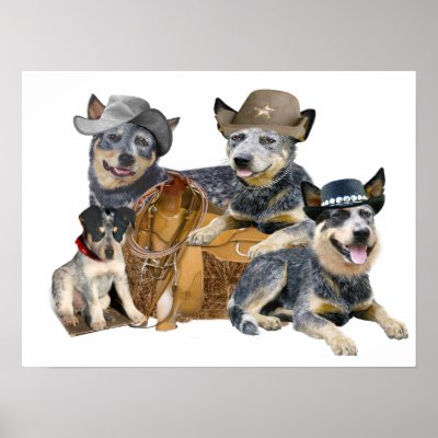 blue heeler western design poster by friskybiz