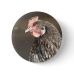 Blue Hen