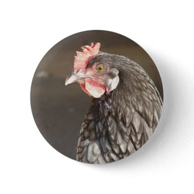 Blue Hen by angelandspot