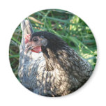 Blue Hen magnets